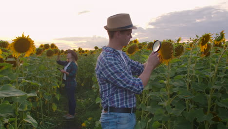 A-young-farmer-examines-a-sunflower-through-a-magnifier-on-the-field-in-summer-evening.-A-young-girl-writes-the-characteristics-of-a-sunflower-in-an-electronic-book.
